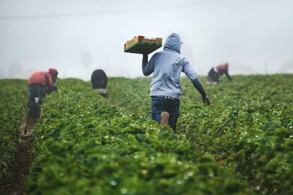 A farm worker packing fresh produce